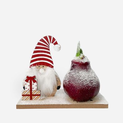 Hippeastrum ' Winter Wonderland Gnome' - Amaryllis - Ø15cm - 20-40cm