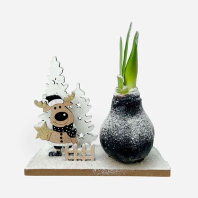 Hippeastrum 'Winter Wonderland Reindeer' - Amaryllis - Ø15cm - 20-40cm