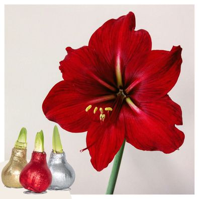 Hippeastrum 'Glitter Mix' - Amaryllis - Ø15cm - 20-40cm