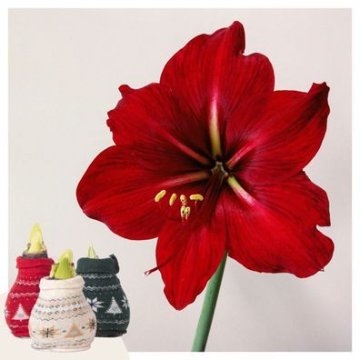 Hippeastrum 'Weihnachtspullover' - Amaryllis - Ø15cm - 20-40cm