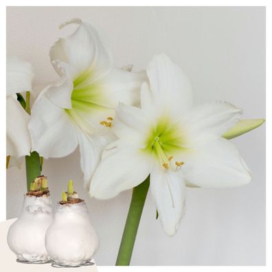 Hippeastrum 'Wax White' - Amaryllis - Ø15cm - 20-40cm
