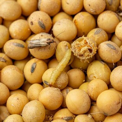 Natria Nahrungsmittel-Motten Falle 3 Stk