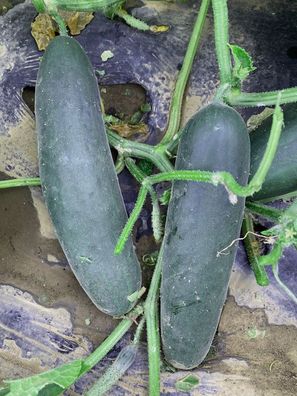 Gurken Salat Gurke Jazzer Länge 18-22 cm dunkelgrün Samen