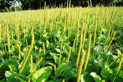 Indischer Flohsamen - Ägyptischer Flohsamen - Plantago ovata 50+ Samen Am 124