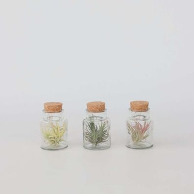 Tillandsia - Luftpflanzenmischung in Glasflaschen | 3 Stück - Ø5cm - 5-15cm - Zi