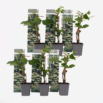 Hortensie 'Petiolaris' - Kletterhortensie | 6 Stück - Ø9cm - 25-40cm - Gartenpfl