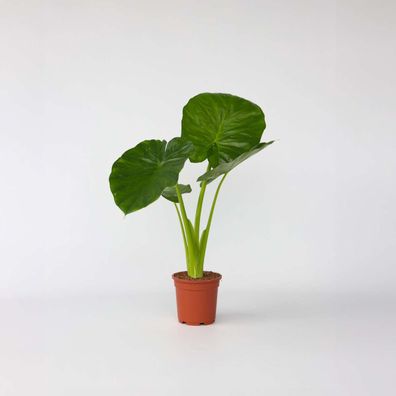 Alocasia 'Odora' - Elefantenohr - Ø17cm - 55-75cm - Zimmerpflanze - Immergrün
