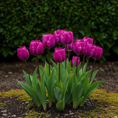 Exotenherz Blumenzwiebeln - Tulpen Tulipa Triumph Purple - lila (15 Stück) Durchme