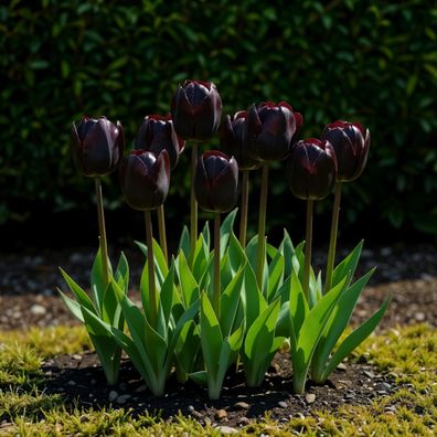 Exotenherz Blumenzwiebeln - Tulpen Tulipa Triumph Black - schwarz (12 Stück) Durch