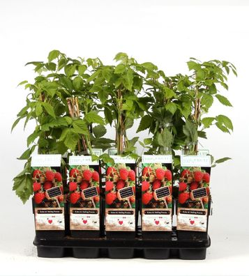Himbeere - Rubus idaeus Malling Promise ertragreiche Gartenhimbeere
