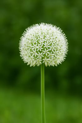 Exotenherz Blumenzwiebeln - Zierlauch Allium White Giant ( 5 Stück)