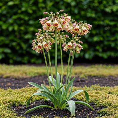 Exotenherz Blumenzwiebeln - Zierlauch Allium Siculum - weiss-rosa (30 Stück) Durch