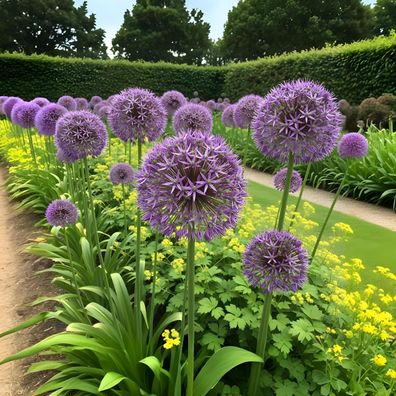 Exotenherz Blumenzwiebeln - Zierlauch Allium Christophii (15 Stück) Durchmesser