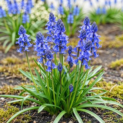 Exotenherz Blumenzwiebeln - engl. Hasenglöckchen Hyacinthoides non Scripta blau (