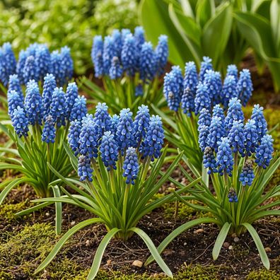 Exotenherz Blumenzwiebeln - Traubenhyazinthe Muscari Armeniacum (50 Stück) Durchme