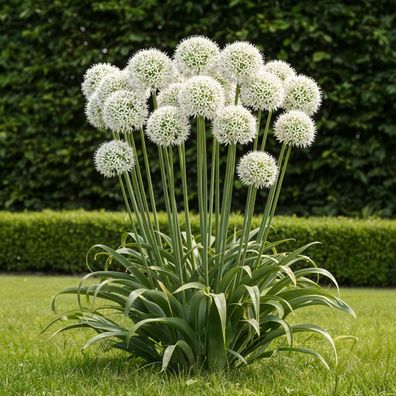 Exotenherz Blumenzwiebeln - Zierlauch Allium Mount Everest Weiss (3 Stück) Durchme