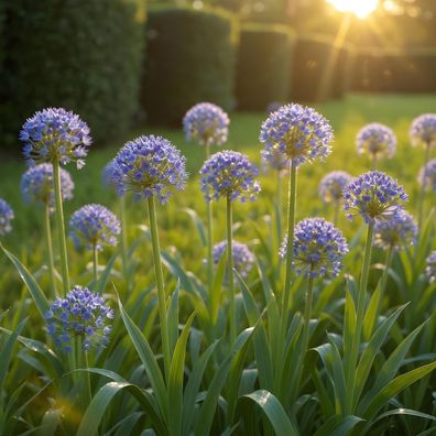 Exotenherz Blumenzwiebeln - Zierlauch Allium Caeruleum Blau (40 Stück) - Durchmess