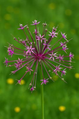 Exotenherz Blumenzwiebeln - Zierlauch Allium schubertii (5 Stück)