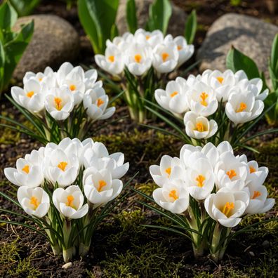 Exotenherz Blumenzwiebeln - Krokus Crocus Weiss (30 Stück) Durchmesser 7-8cm