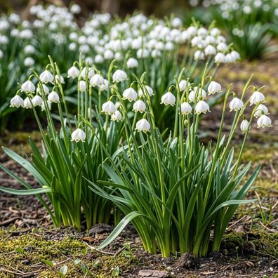 Exotenherz Blumenzwiebeln - Sommerknotenblume Leucojum Aestivum - weiss (20 Stück)