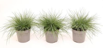 3x Festuca Eisvogel Blau Schwingel Ziergras winterhart Schaf Schwingel 20cm