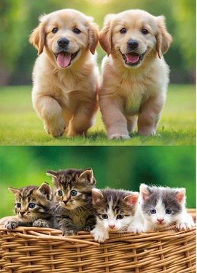 TischSet 3 D Hund Katze Platzset 2erSet Platzdeckchen Poster Bilder Tiere Haustiere