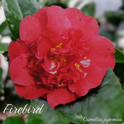 Kamelie "Firebird" - Camellia japonica - 3-jährige Pflanze (82)