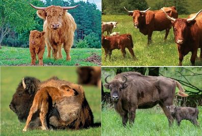 3 D Ansichtskarte Kuh Bison Wisent Postkarte Wackelkarte Hologrammkarte Tier Kühe