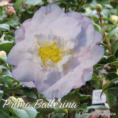 Kamelie "Prima Ballerina" - Camellia japonica - 3-jährige Pflanze (216)