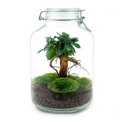 Flaschengarten "Mason Jar" - DIY-Pflanzenterrarium - 28 cm hoch