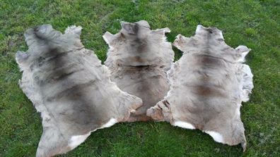 Rehfell Rehfelle Reh Fell Winterfell Rehdecke Satteldecke * ohne Nähte* ÖKO