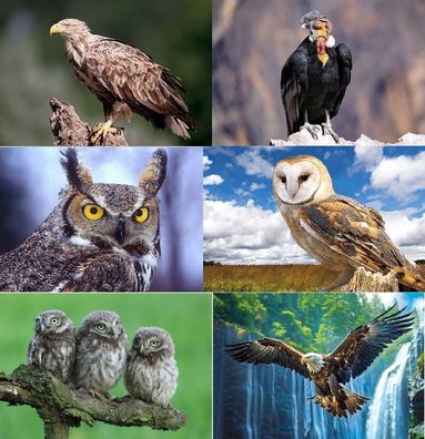 3 D Ansichtskarte Vögel Vogel Adler Eule Postkarte Wackelkarte Hologrammkarte Tier