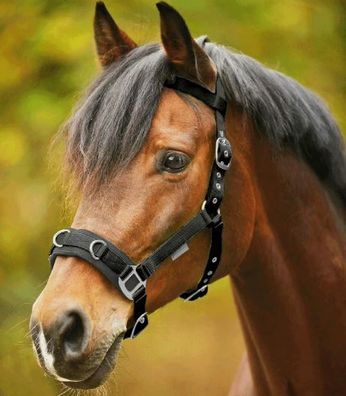 Waldhausen Longierhalfter Kappzaum Economic mit Stirnriemen schwarz