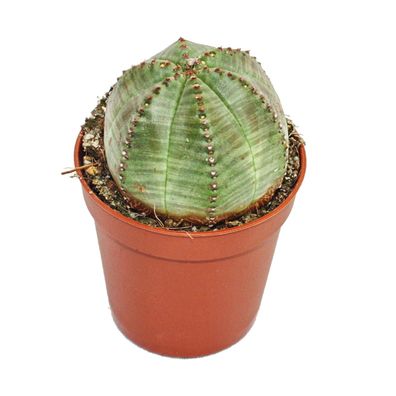 Euphorbia obesa - Baseball-Euphorbie - Wolfsmilch - Sukkulente im 5,5cm Topf