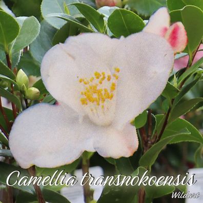 Kamelie "Camellia transnokoensis" - Wildart - 3-jährige Pflanze (258)