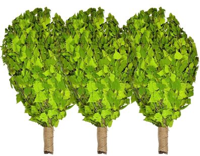 Birkenreisig 3 x 60 cm Birkenquast Birkenzweig Sauna Wenik Banja Saunazubehör Vitau