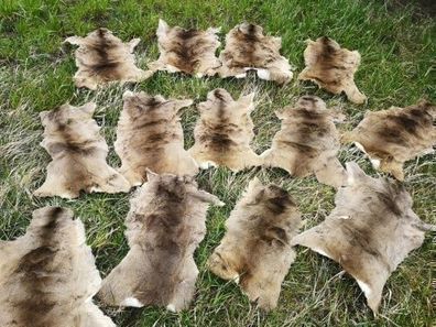 6 X Rehfell Rehfelle Reh Fell Winterfell Rehdecke Satteldecke Deko ÖKO 2. Wahl