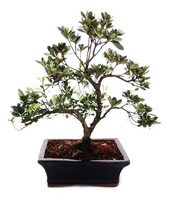 Outdoor Bonsai Rhododendron simsii - Azalee 20cm