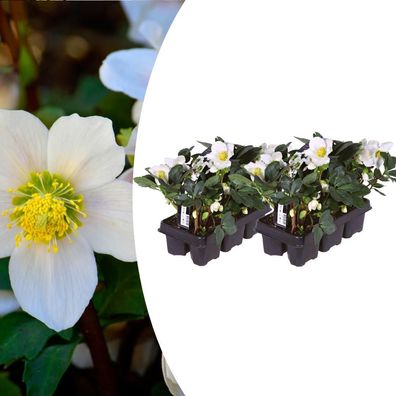 Helleborus niger ‘Christmas Carol’ – Set bestehend aus 12 Pflanzen