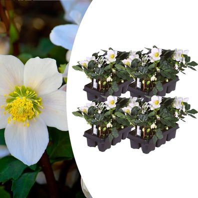 Helleborus niger "Christmas Carol" – Set bestehend aus 24 Pflanzen (4 x Sixpack)