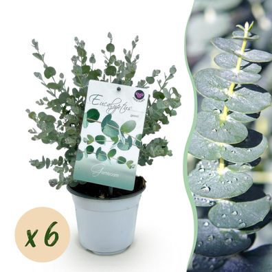 Exotenherz - Eukalyptus Eucalyptus gunni 6er Set - winterhart 14cm Topf Höhe 30cm