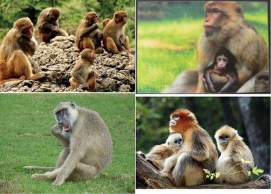 3 D Ansichtskarte Affen Affe Postkarte Wackelkarte Hologrammkarte Tiere Tier Karte