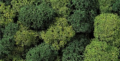 Noch 08610 Dekormoos hell- und dunkelgrün Islandmoos | 35 g