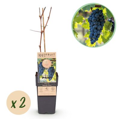 Obstpflanze - Blaue Traube - Vitis vinifera Boskoop Glory - 2 Pflanzen - Topf Höh
