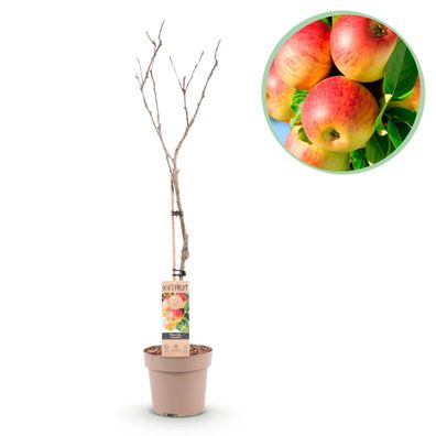 Obstpflanze - Apfelbaum - Malus domestica Jonagold - Gelbgrüner Apfel - Topf Höh