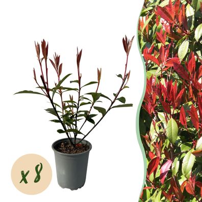 Heckenpflanzen - Photinia fraseri Carre Rouge - rot grün Blatt - 8 Pflanzen - 1 l
