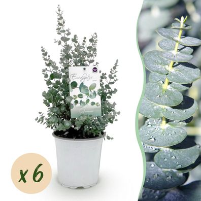 Terrassenpflanze - Eukalyptusbaum - Eucalyptus gunni - Grau - Winterhart | 6 Stüc