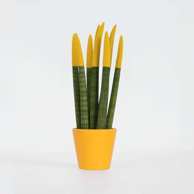 Sansevieria Cylindrica 'Velvet Touchz' - Gelb - Ø9cm - 20-40cm - Kakteen und Sukk