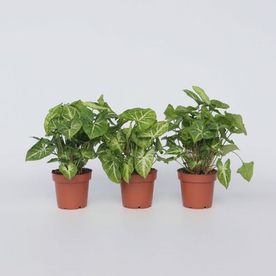 Syngonium 'Pixie' - 3er Set - Pfeilkrautpflanze - Ø12cm - 25-40cm - Multideal