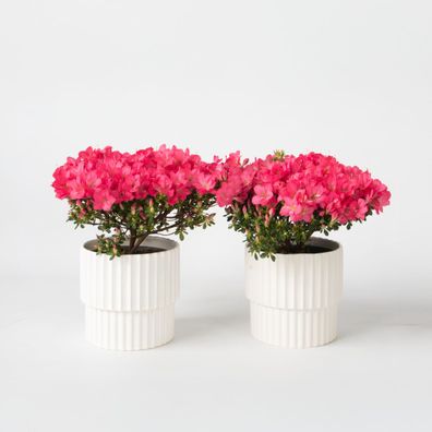 Rhododendron 'Azalea Anouk' - 2er-Set - Japanische Azalee - Ø17cm - 25-40cm - Mul